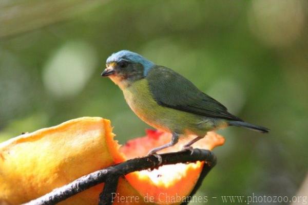 Antillean euphonia