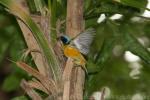 Antillean euphonia