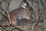 Rufous-breasted quail-dove