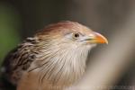 Guira cuckoo