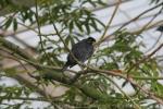 Bare-necked fruitcrow