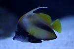 Red Sea bannerfish