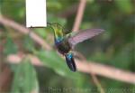 Green-throated carib