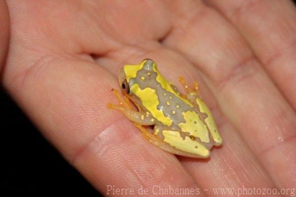 Hourglass tree frog