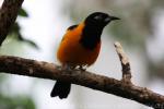 Venezuelan troupial