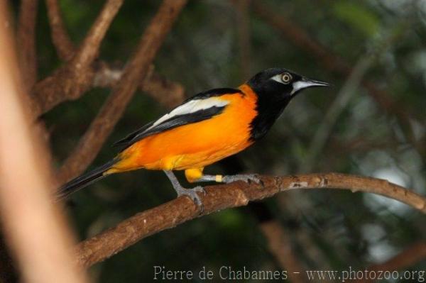 Venezuelan troupial