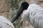 Jabiru