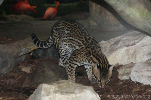 Ocelot