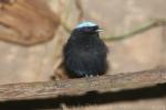 Blue-crowned manakin