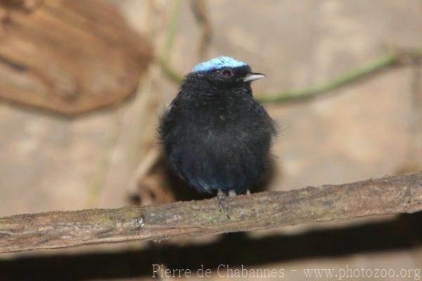 Blue-crowned manakin