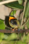 Golden-collared manakin