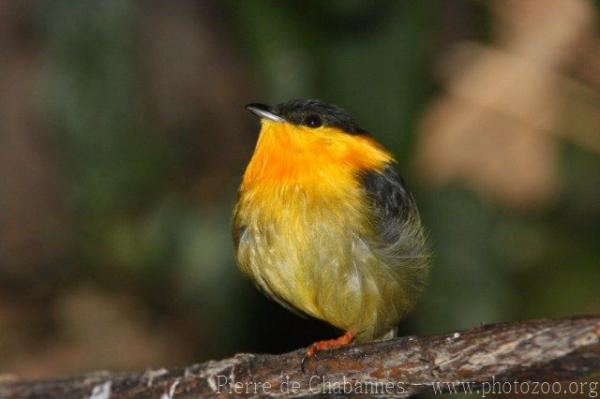 Golden-collared manakin