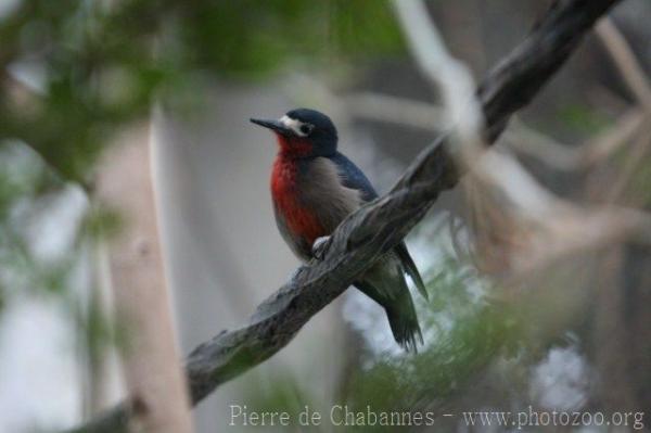 Puerto Rican woodpecker