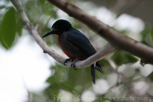 Puerto Rican woodpecker