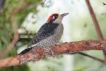 Black-cheeked woodpecker