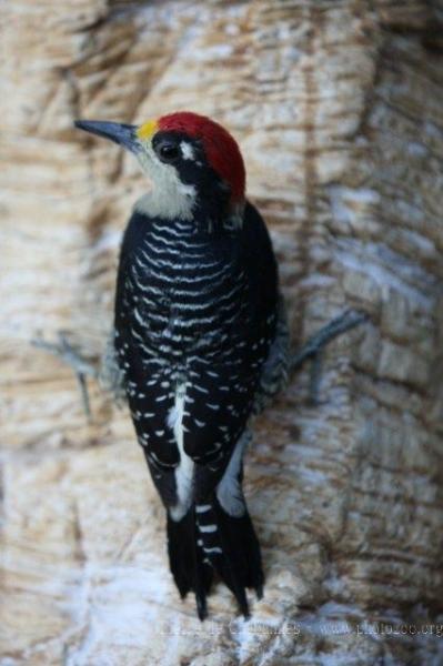 Black-cheeked woodpecker