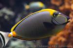 Elegant unicornfish