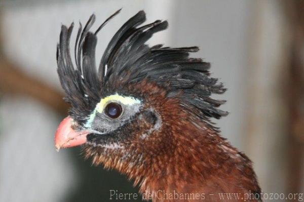 Nocturnal curassow