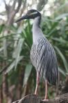 Yellow-crowned night-heron