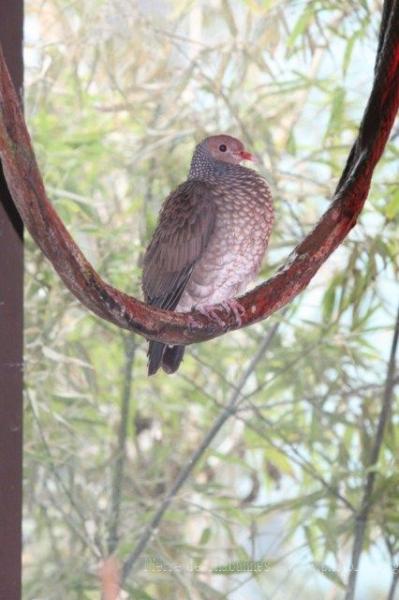 Scaled pigeon