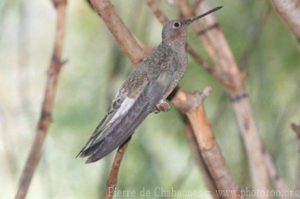 Giant hummingbird