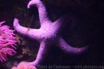 Purple sea star