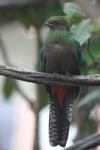 Resplendent quetzal