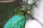 Resplendent quetzal