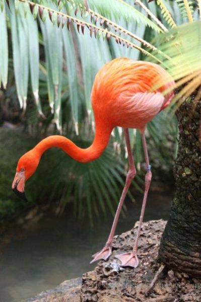 American flamingo