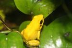 Black-legged poison frog