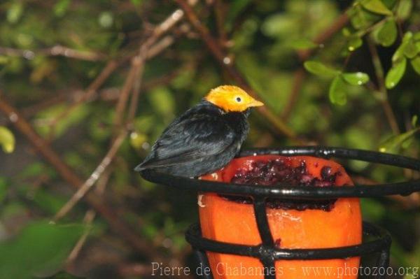 Golden-headed manakin