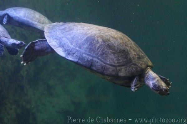 Arrau river turtle