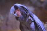 Palm cockatoo