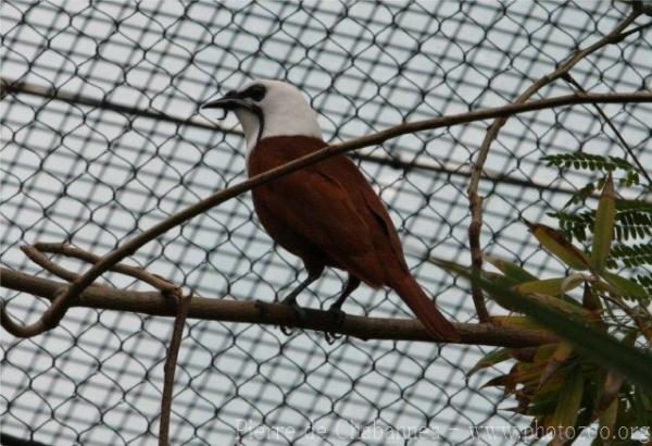 Three-wattled bellbird