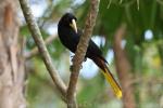 Crested oropendola