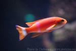 Painted anthias