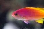 Painted anthias