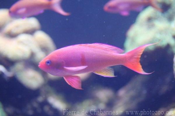 Redbelted anthias