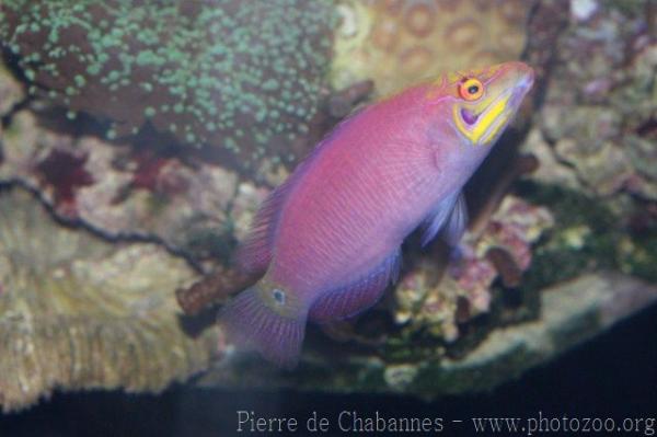 Whitebarred wrasse