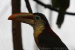 Curl-crested araçari