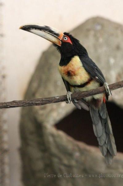 Pale-mandibled araçari