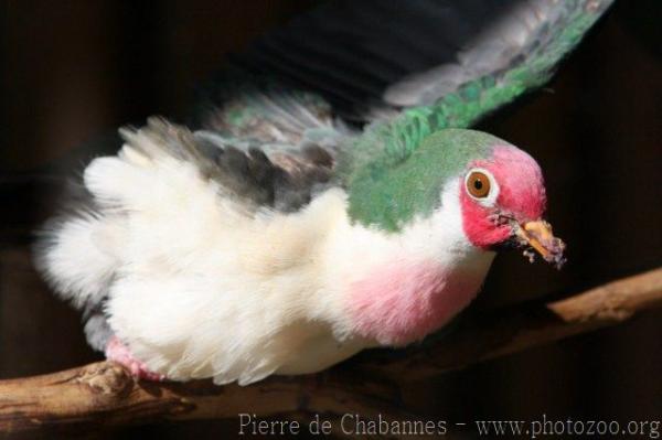 Jambu fruit-dove