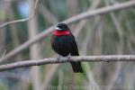 Purple-throated fruit-crow