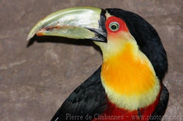 Red-breasted toucan