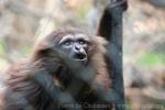 Bornean white-bearded gibbon