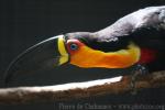 Ariel toucan