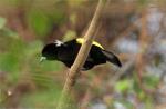 Lemon-rumped tanager