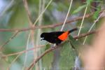 Scarlet-rumped tanager