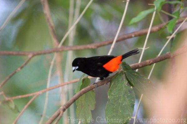 Scarlet-rumped tanager