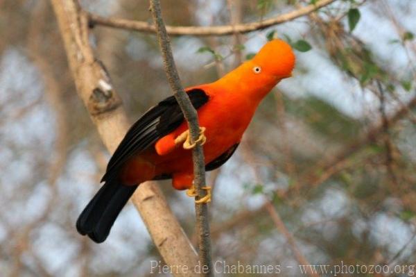 Andean cock-of-the-rock